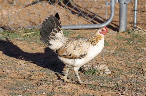 best black gamefowl today.